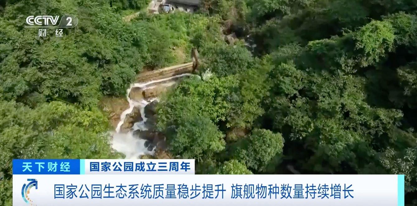 三年！国家公园生态保护成效显著，大熊猫等旗舰物种数量持续增长  第3张