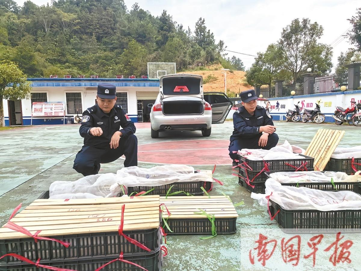 2.7 吨走私蛇被查获！边境管理支队出手，守护生态安全  第2张
