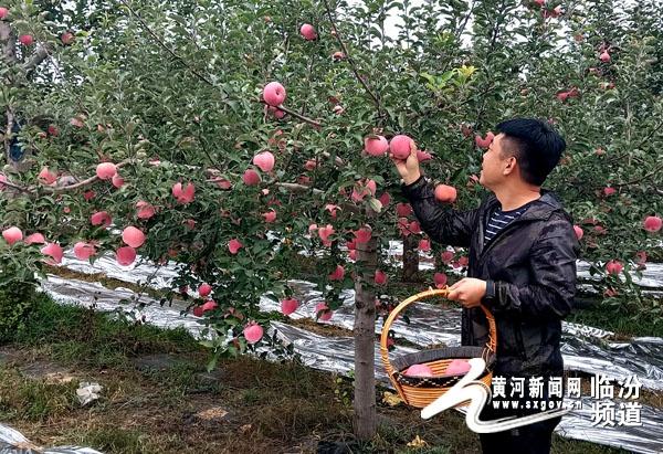 蒲县金秋果缘文旅活动盛大开幕，特色表演、果王争霸等你来  第3张