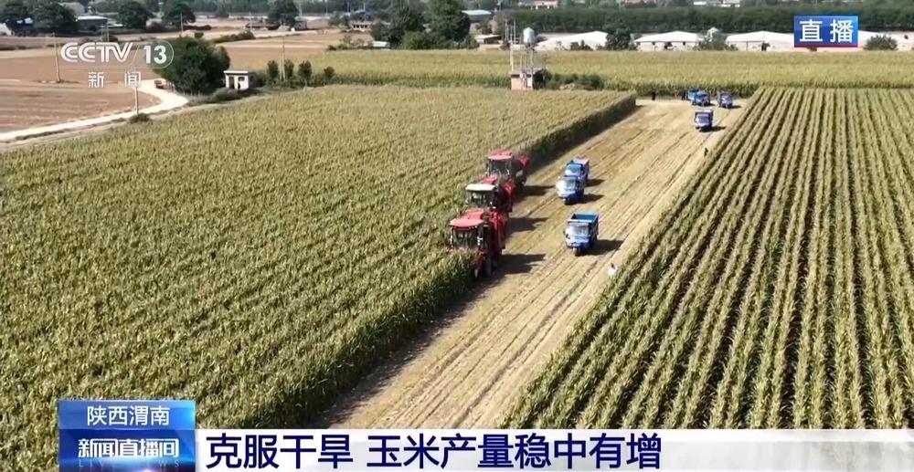 渭南玉米丰收，350 万亩稳中有增，克服干旱再创佳绩