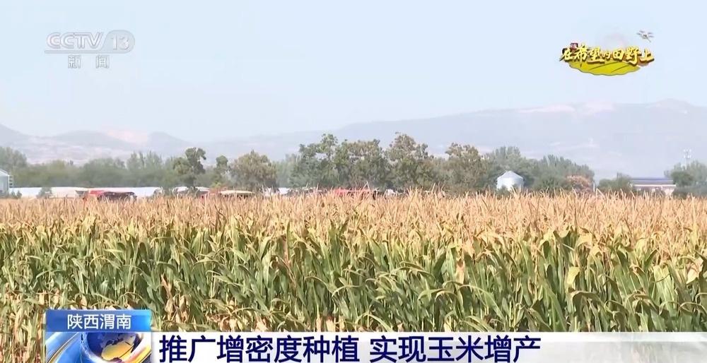 渭南玉米丰收，350 万亩稳中有增，克服干旱再创佳绩  第2张