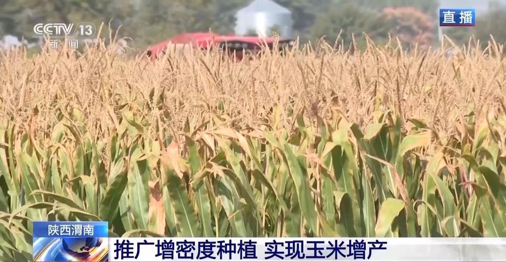 渭南玉米丰收，350 万亩稳中有增，克服干旱再创佳绩  第3张