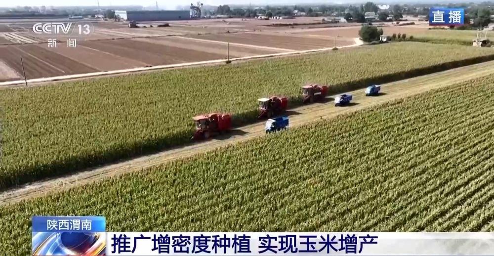 渭南玉米丰收，350 万亩稳中有增，克服干旱再创佳绩  第4张