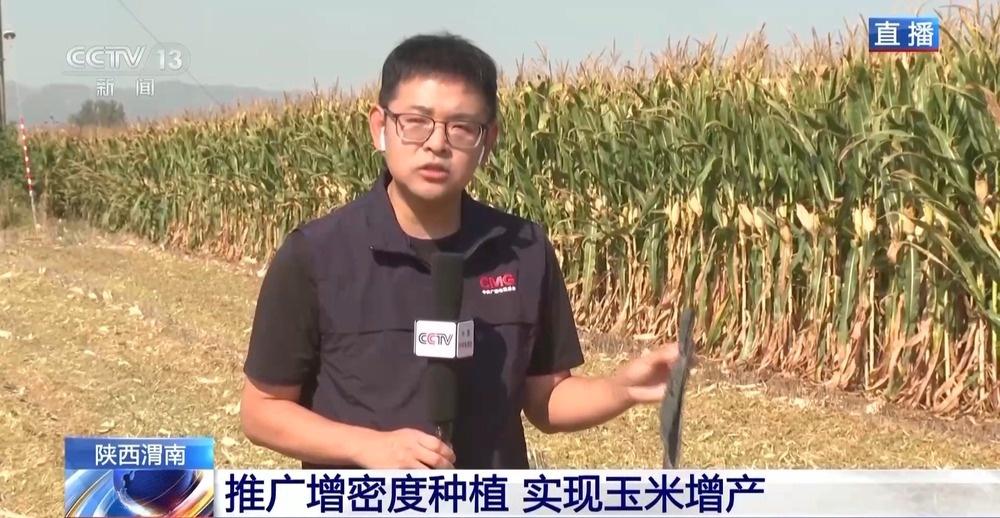 渭南玉米丰收，350 万亩稳中有增，克服干旱再创佳绩  第5张