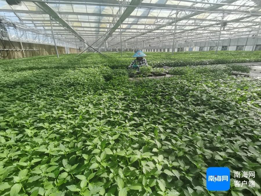 今冬明春三亚 16 万亩瓜菜计划产量超 32 万吨，你准备好了吗？  第1张