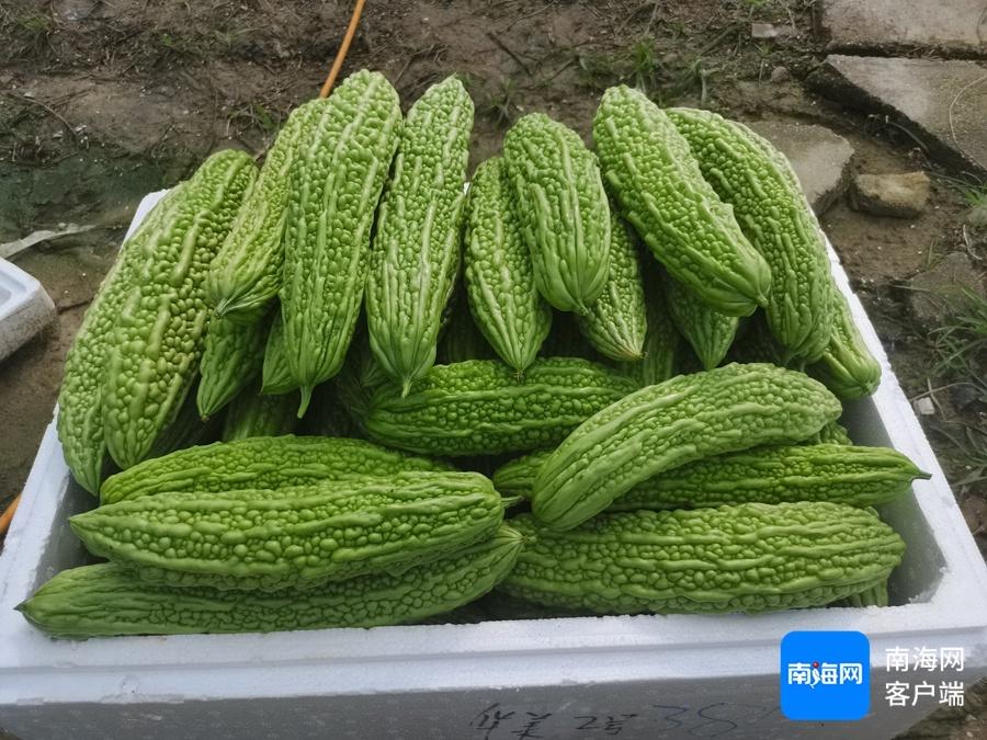 今冬明春三亚 16 万亩瓜菜计划产量超 32 万吨，你准备好了吗？  第3张