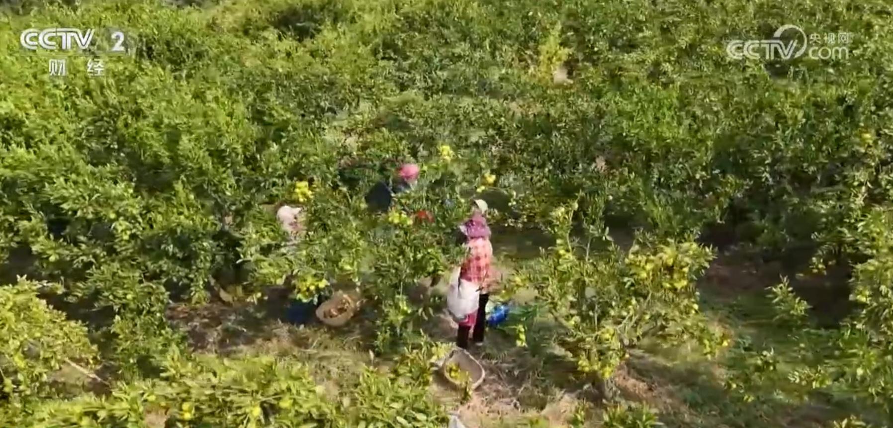 河南秋粮丰收！1300 亿斤以上！全国粮食主产区的丰收密码是什么？  第2张