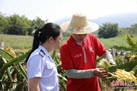 税务助力，乡村产业华丽转身！上思火龙果年总产量竟高达 6-7 万公斤  第1张
