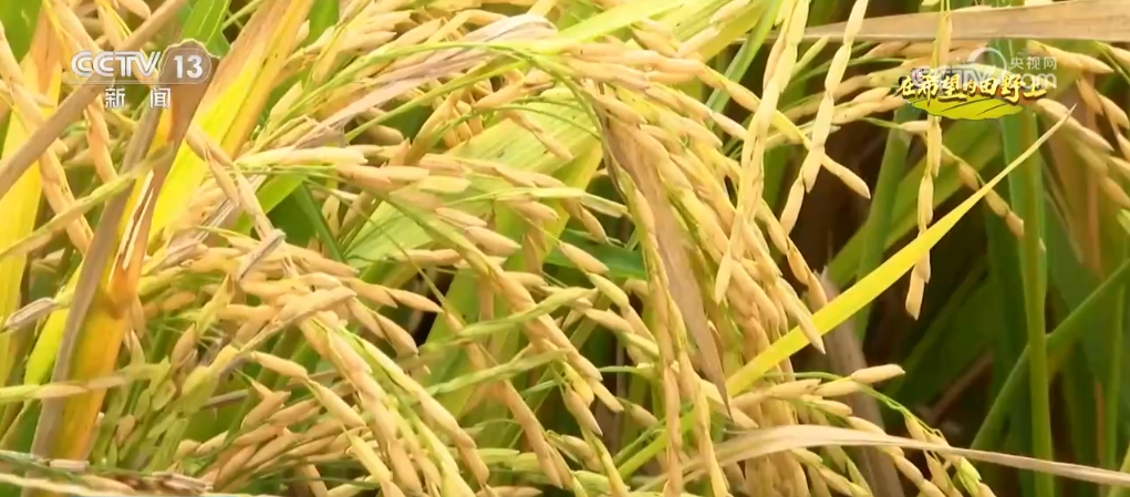 金秋十月，全国秋粮收获进度如何？快来一探究竟  第2张