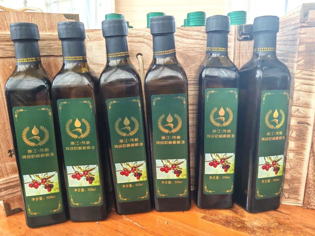 1000 亩油橄榄大丰收！永胜县油橄榄产业开启新篇章  第8张