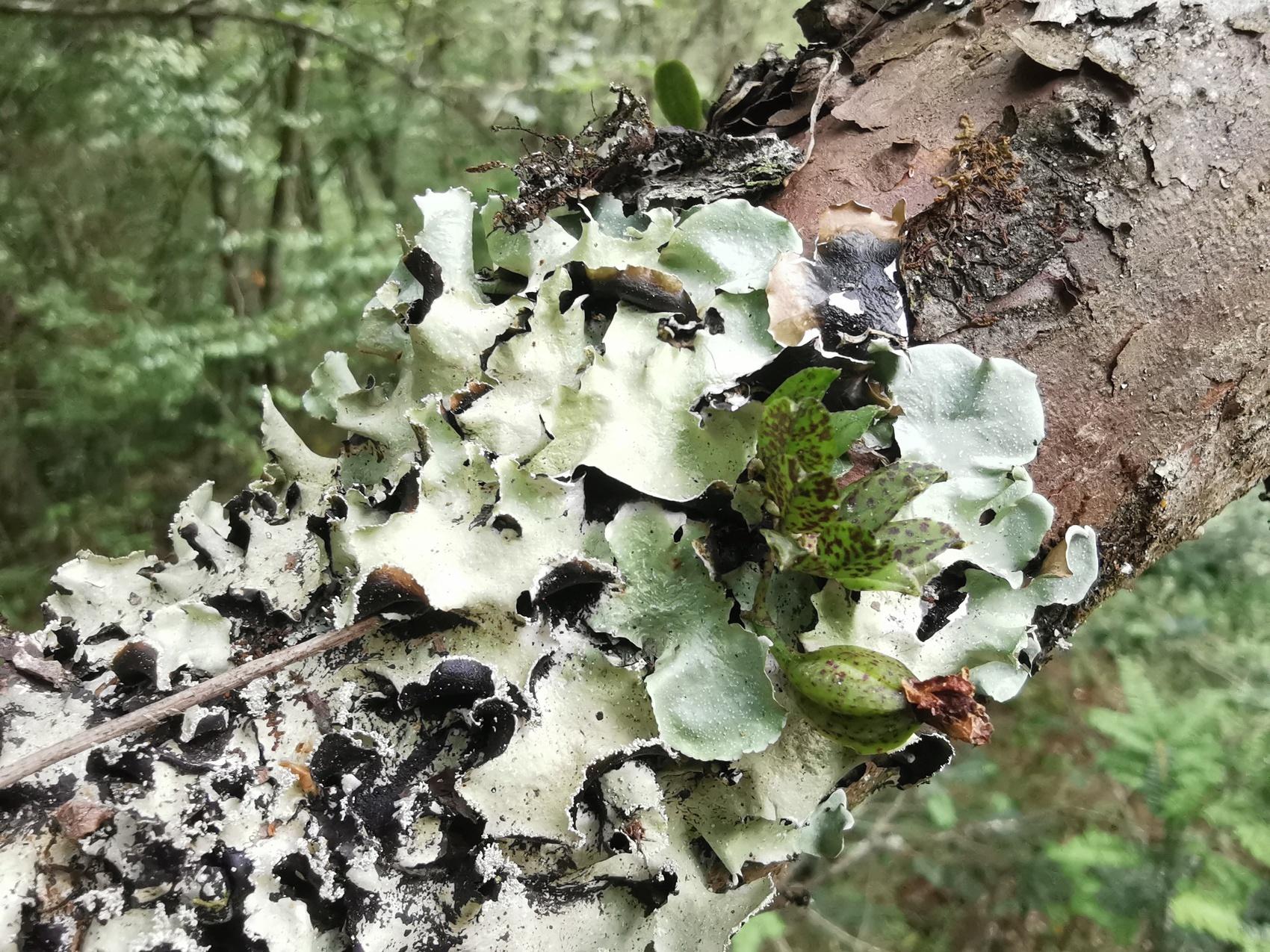 四川卧龙发现兰科植物新物种——巴朗山盆距兰  第3张