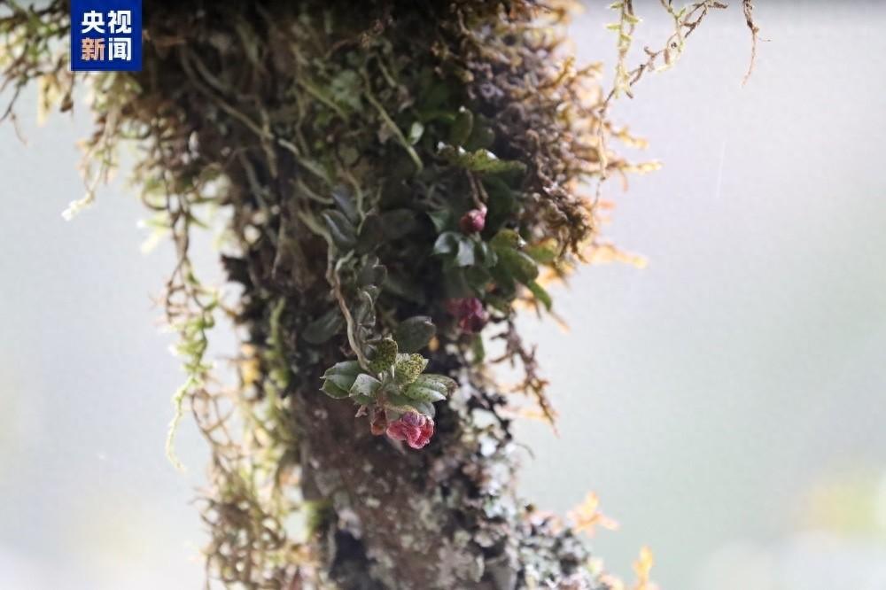 四川卧龙保护区发现兰科植物新物种，竟是第 10 个模式物种  第1张