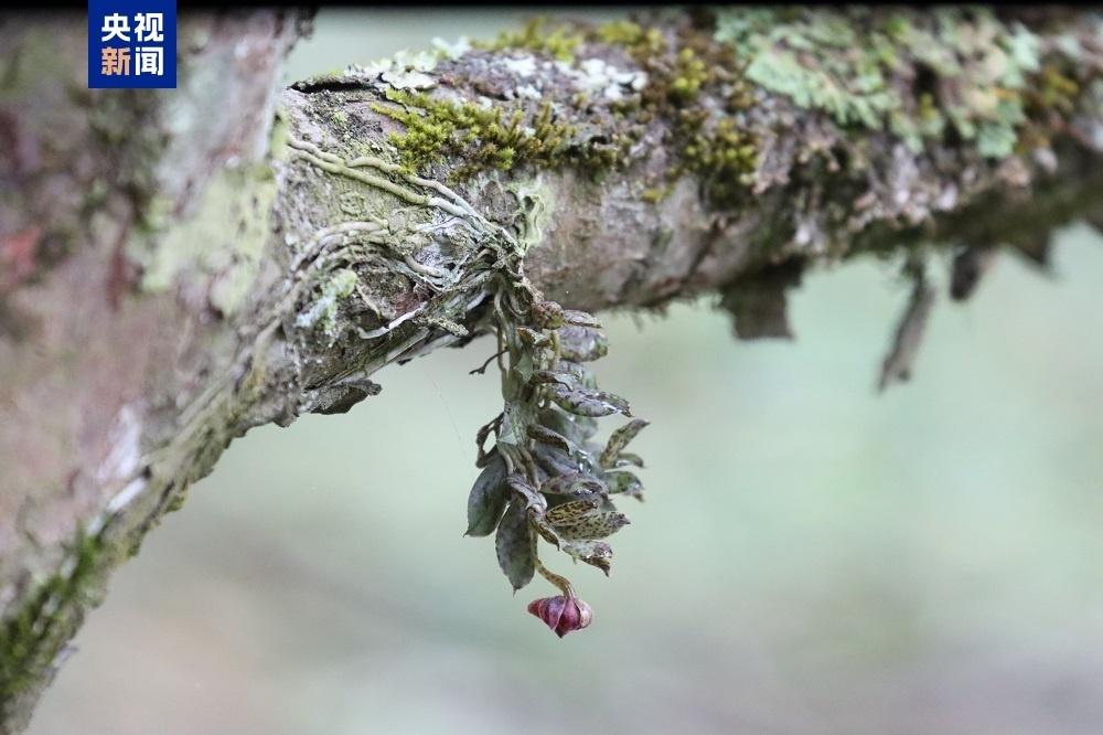 四川卧龙保护区发现兰科植物新物种，竟是第 10 个模式物种  第2张