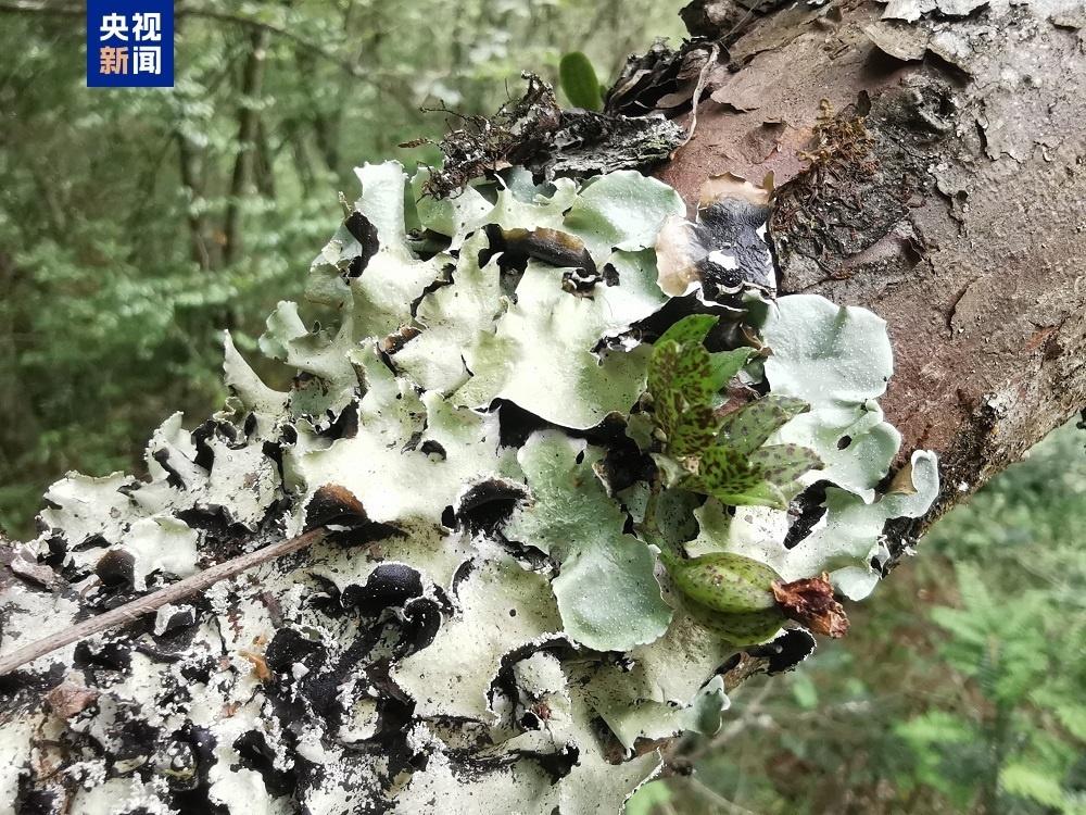 四川卧龙保护区发现兰科植物新物种，竟是第 10 个模式物种  第3张