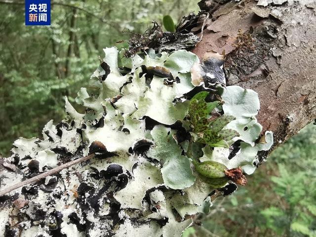 重大发现！四川卧龙保护区惊现兰科植物新物种——巴朗山盆距兰  第3张