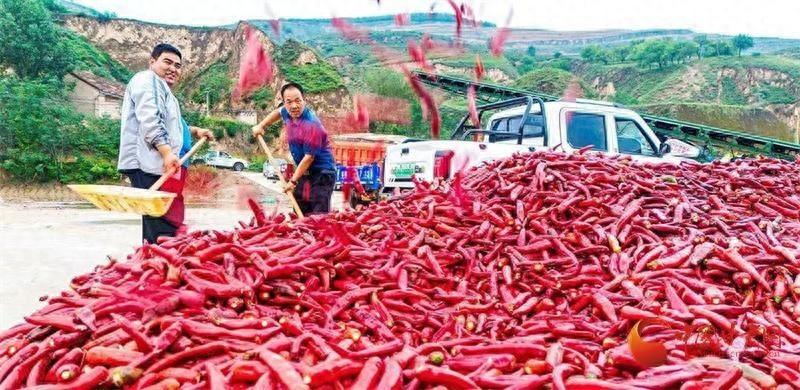 甘肃镇原辣椒：黄土高原上的辣味新选择，助力乡村振兴