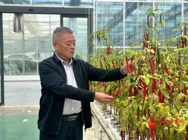 甘肃镇原辣椒：黄土高原上的辣味新选择，助力乡村振兴  第2张