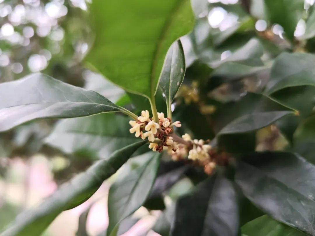 阜阳桂花又开了!9 月中旬开过一次,现在为何花开二度? 第2张 阜阳桂花又开了!9 月中旬开过一次,现在为何花开二度? 第2张