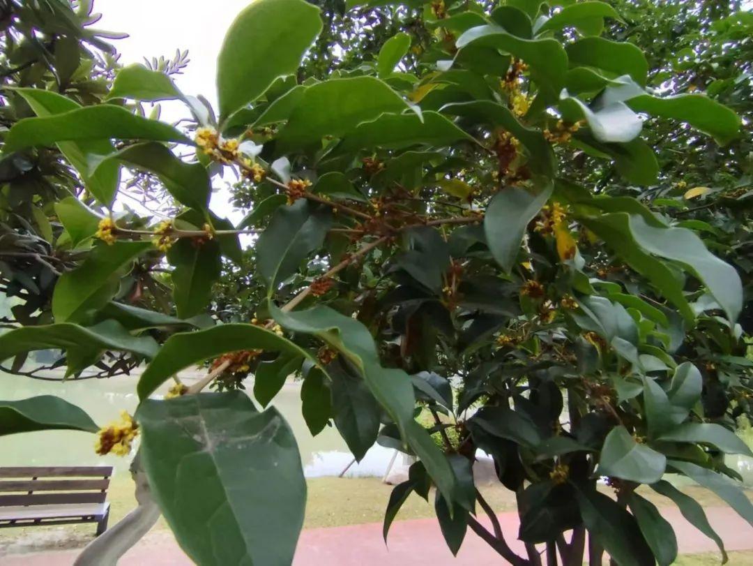 阜阳桂花又开了!9 月中旬开过一次,现在为何花开二度? 第3张 阜阳桂花又开了!9 月中旬开过一次,现在为何花开二度? 第3张