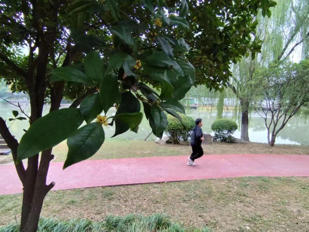 阜阳桂花又开了!9 月中旬开过一次,现在为何花开二度? 第4张 阜阳桂花又开了!9 月中旬开过一次,现在为何花开二度? 第4张