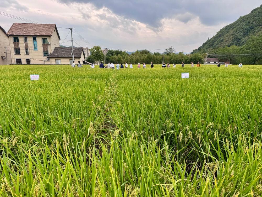 中国水稻研究所初步构建稻田土壤健康评价与预警体系  第2张