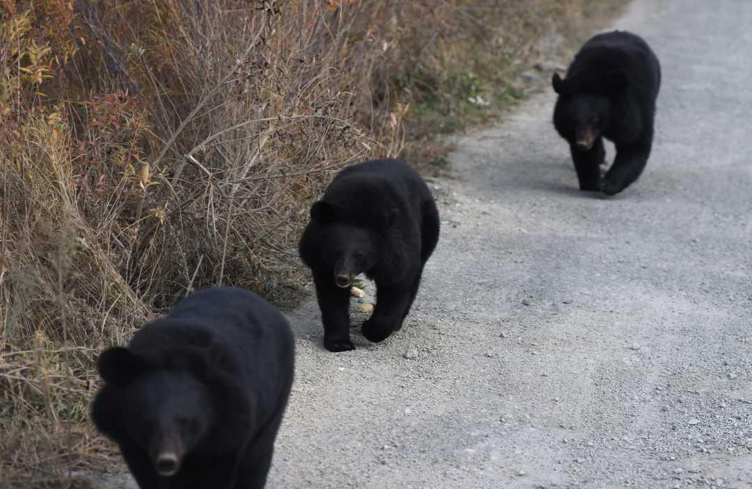 亚洲最大黑熊主题景区！黑瞎子岛野熊探秘园等你来  第6张