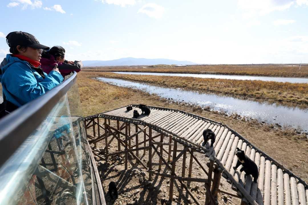 亚洲最大黑熊主题景区！黑瞎子岛野熊探秘园等你来  第8张