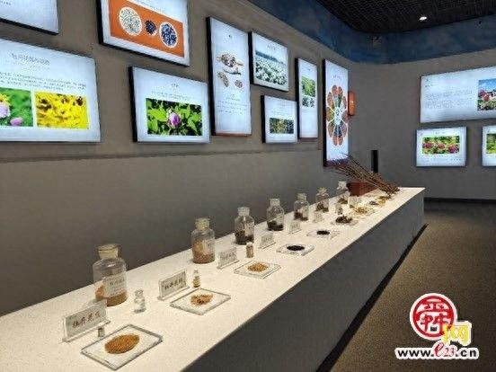 厉害了！菏泽牡丹不仅花大色艳，还隐藏着这些不为人知的秘密  第1张