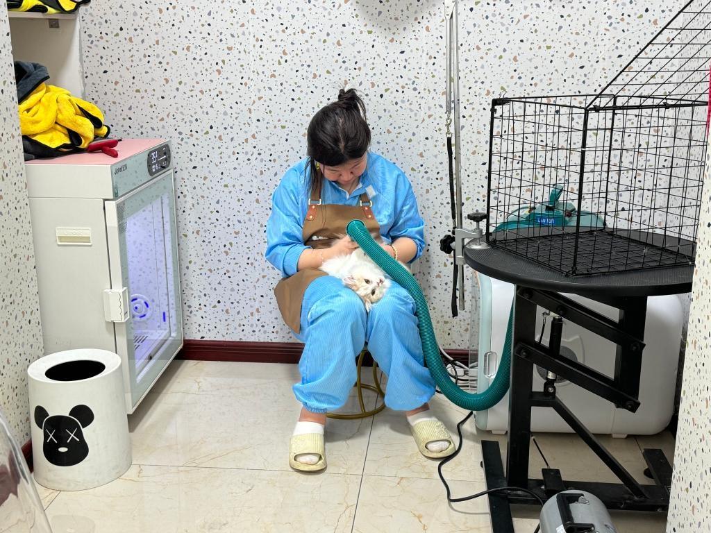 辽宁鞍山：宠物直播背后的百万犬猫产业  第2张