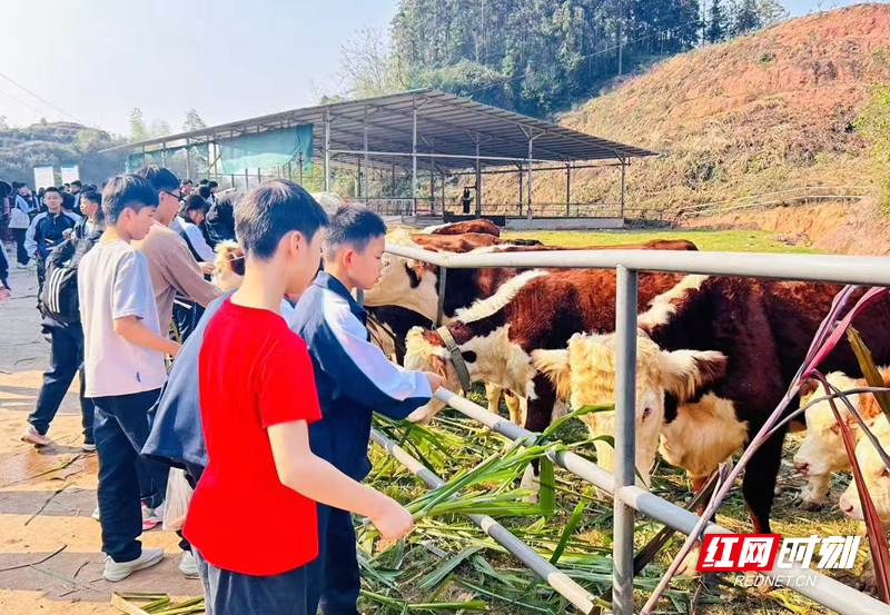 常德市十一中七年级学生校外实践活动：劳动教育与快乐同行  第3张
