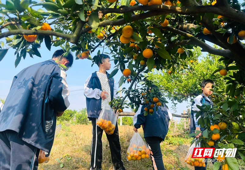 常德市十一中七年级学生校外实践活动：劳动教育与快乐同行  第5张