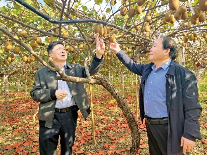西峡县土特产如何成为农民增收致富的金饭碗?