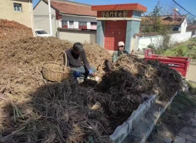 20 余年种植经验的大户，今年 15 亩独活收入 7 万以上，你还在等什么？  第1张