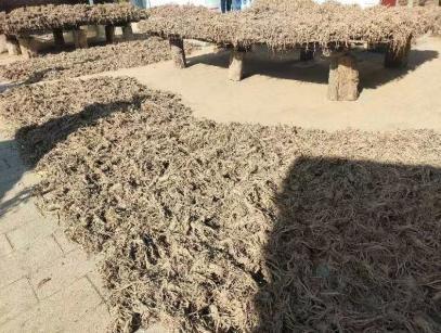 20 余年种植经验的大户，今年 15 亩独活收入 7 万以上，你还在等什么？  第2张