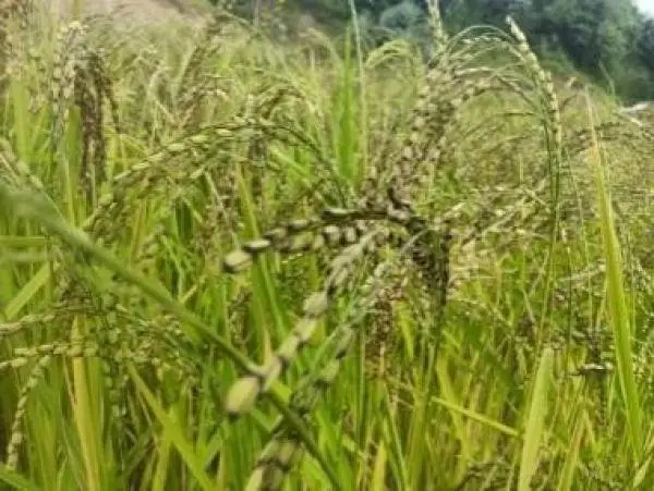 他留人传统种植方式：撒水秧，你听说过吗？  第2张