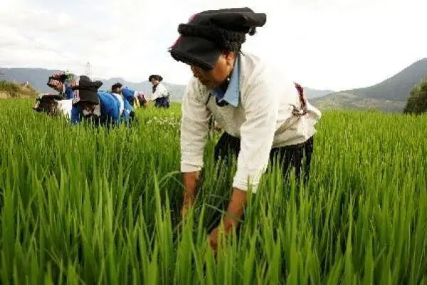 他留人传统种植方式：撒水秧，你听说过吗？  第3张