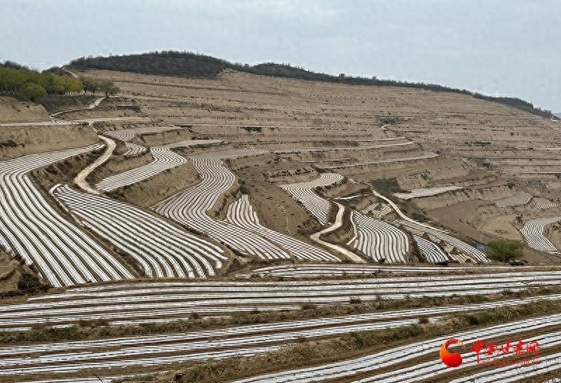 静宁县界石铺镇大河村：千亩旱作农业示范带覆膜任务全部完成，孕育来年丰收希望  第1张