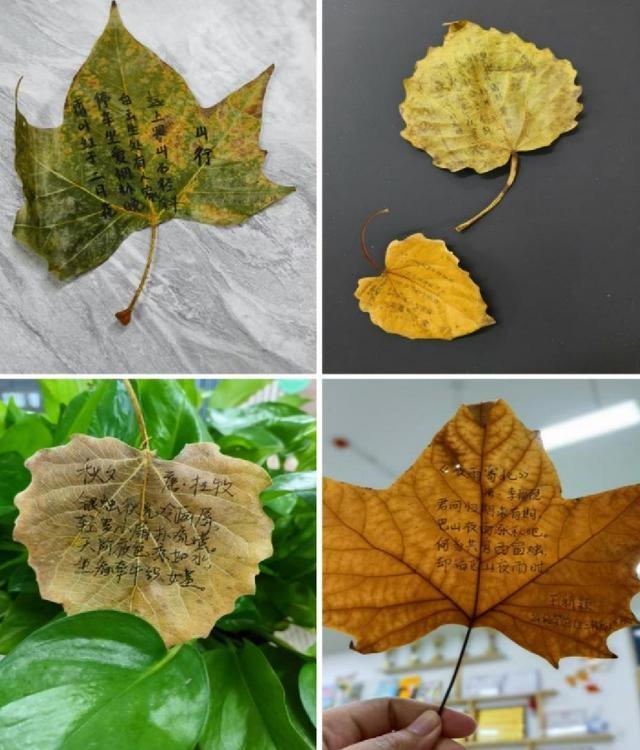 滨州职业学院这场特色活动，让落叶缤纷的秋天更具诗意  第2张