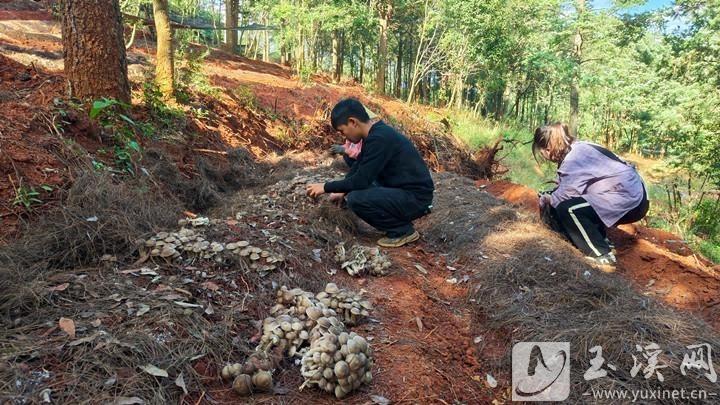 易门花果山欢乐谷：探索绿色发展模式，激发生态旅游新活力  第1张