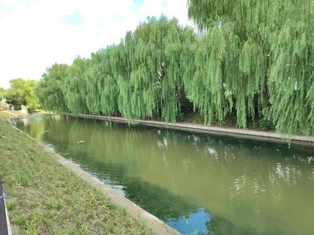 浦江镇打造人水和谐环境，让你感受前所未有的幸福感  第9张