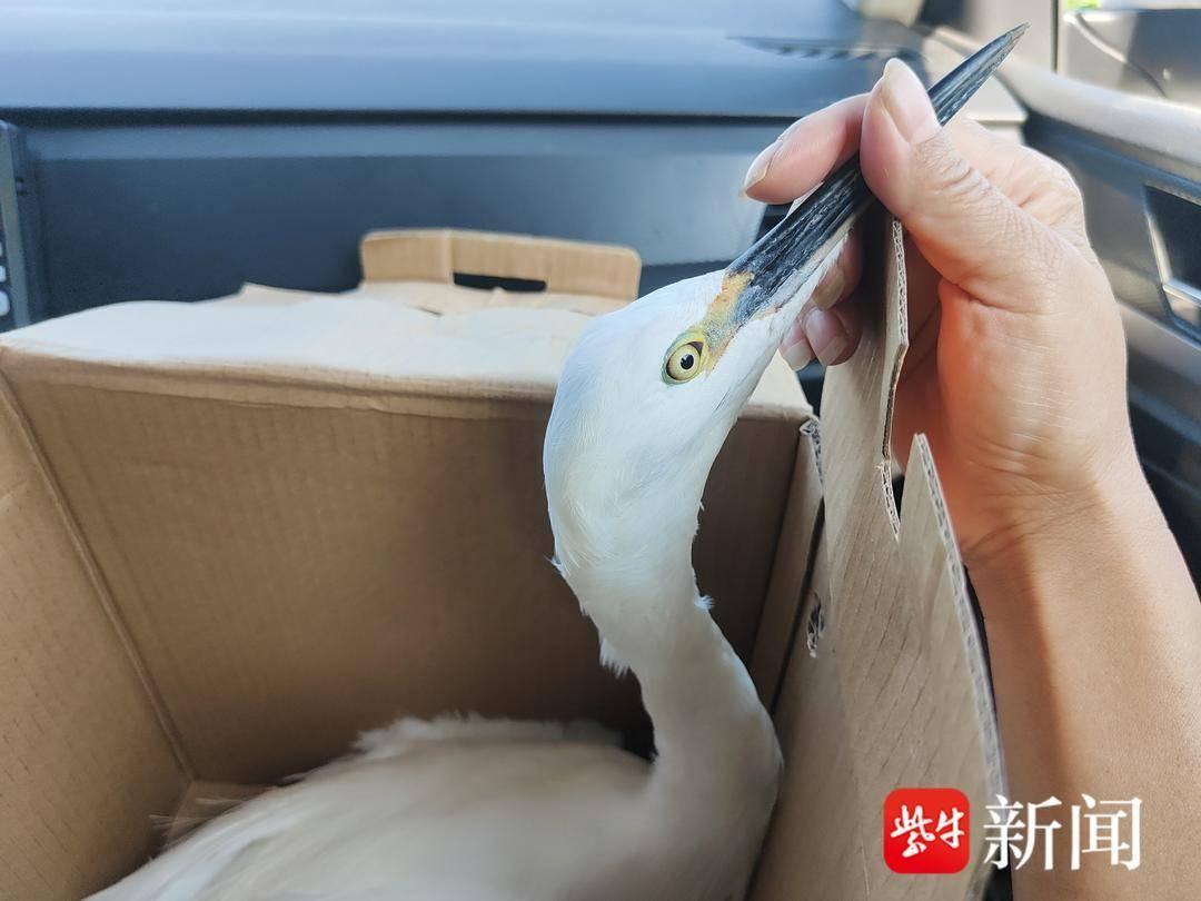 珍稀非洲灰鹦鹉现身居民窗台，警民携手成功救助  第2张