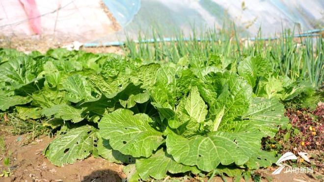 蔬菜管理关键期，平原县农技人员深入田间地头，确保丰收  第1张