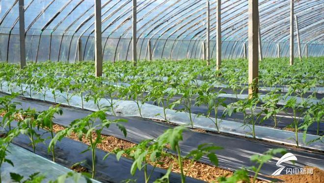 蔬菜管理关键期，平原县农技人员深入田间地头，确保丰收  第2张