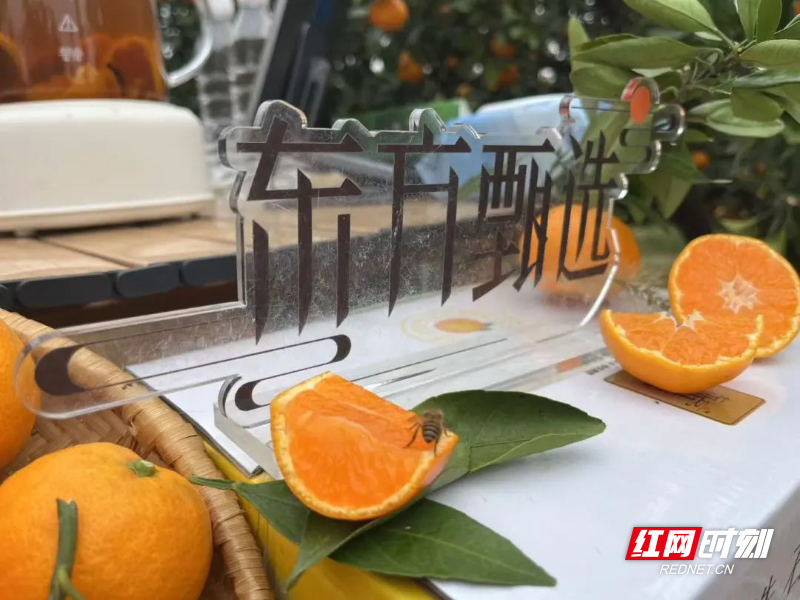 东方甄选再次溯源石门柑橘，酸酸甜甜刚刚好，你还不来尝尝？  第3张
