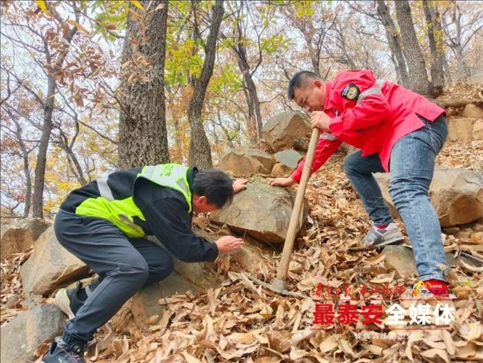 泰山景区红门管理区全面开展林业有害生物越冬调查，确保森林资源和古树名木生态安全  第2张