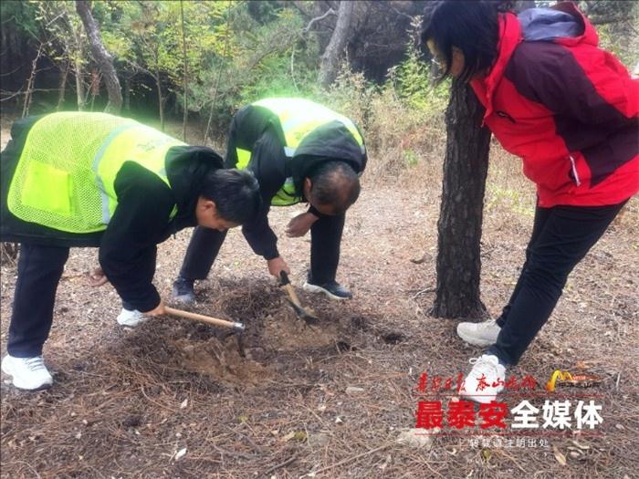 泰山景区红门管理区全面开展林业有害生物越冬调查，确保森林资源和古树名木生态安全  第3张
