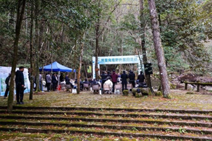 15只黄腹角雉重返山林！揭秘浙江泰顺如何成为珍稀鸟类的重生之地