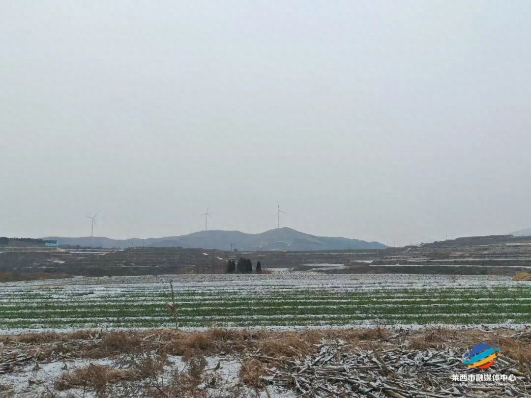 莱西今早的雪，你看到了吗？局部降雪引发朋友圈热议，道路结冰预警发布  第1张