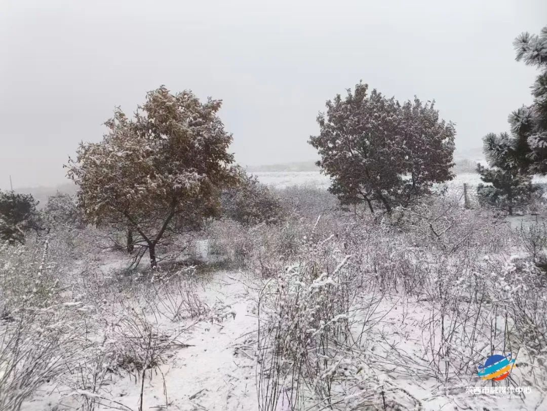 莱西今早的雪，你看到了吗？局部降雪引发朋友圈热议，道路结冰预警发布  第3张