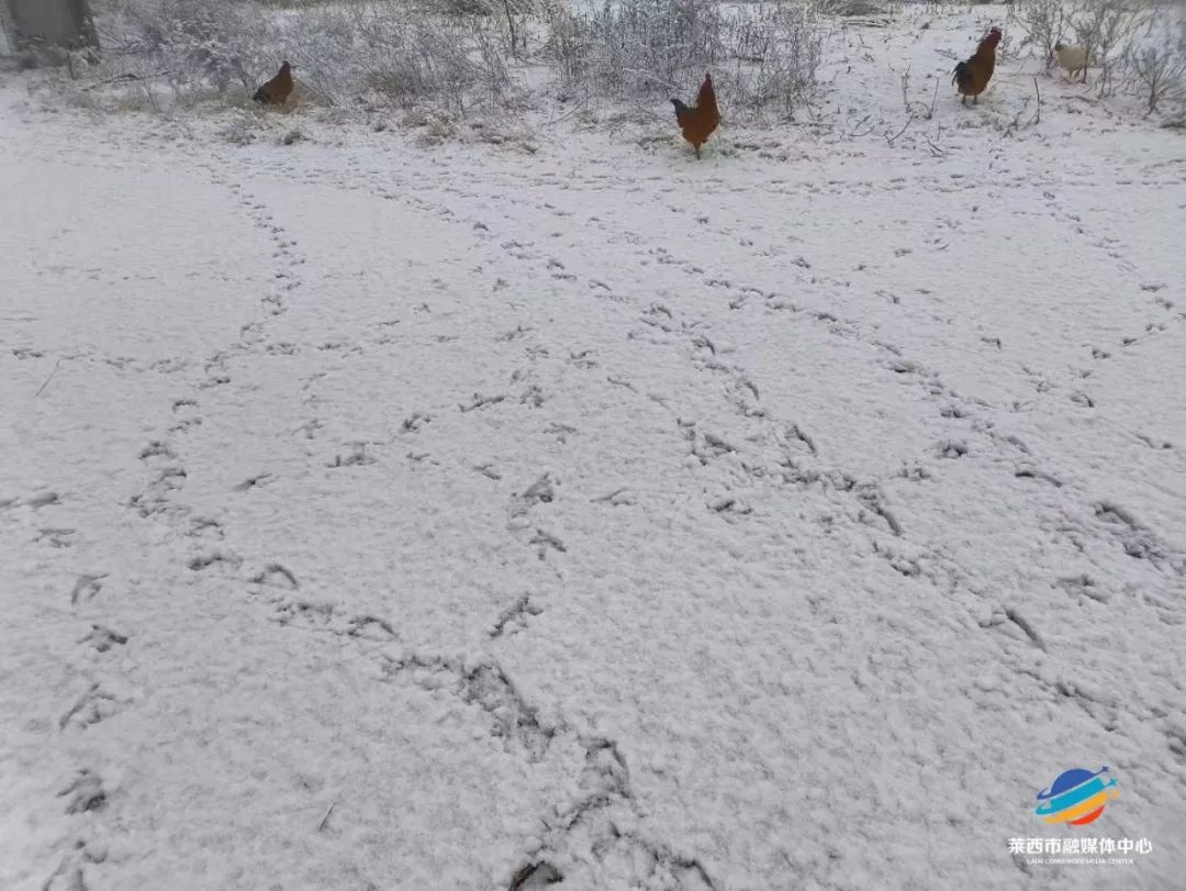 莱西今早的雪，你看到了吗？局部降雪引发朋友圈热议，道路结冰预警发布  第4张